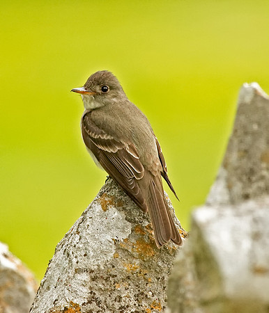 Eastern Wood-pewee