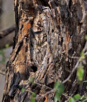 Eastern Screech-owl (Gray Phase)