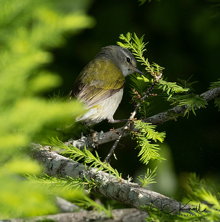 Tennessee Warbler
