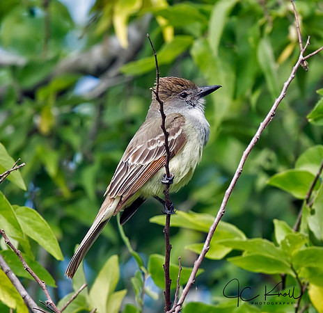 Ash-throated Flycatcher