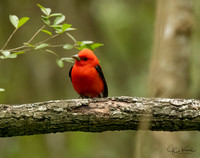 Tanagers, Orioles & Grosbeaks