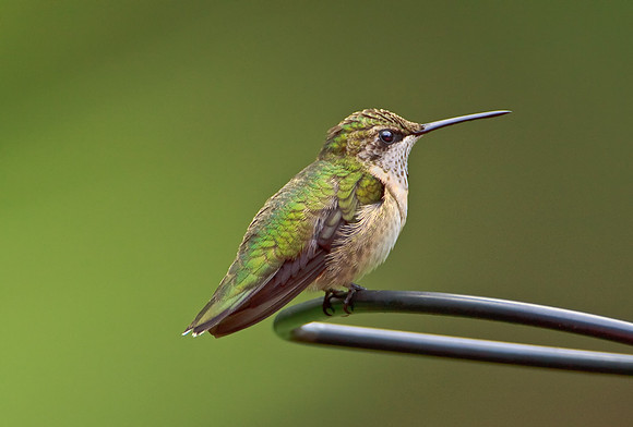Ruby-throated Hummingbird (Juv M)