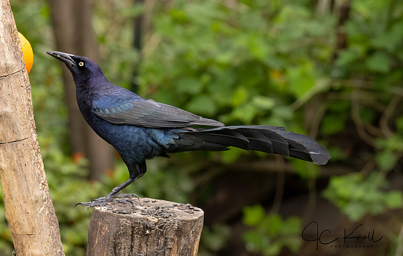 Great-tailed Grckle