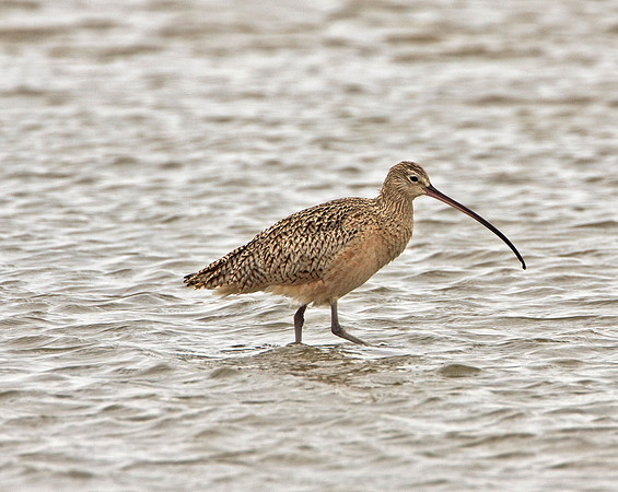 Long-billed Curlew