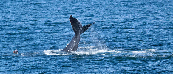 Hump-backed Whale