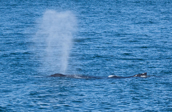 Hump-backed Whale