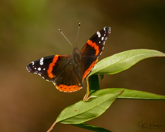 Red Admiral