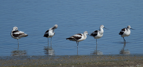 American Avocet