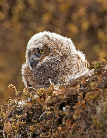 Great Horned Owlets