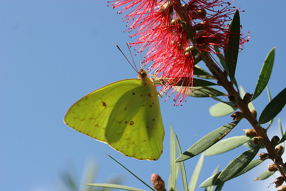 Cloudless Sulphur