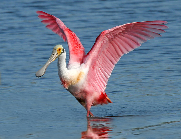 Roseate Spoonbill