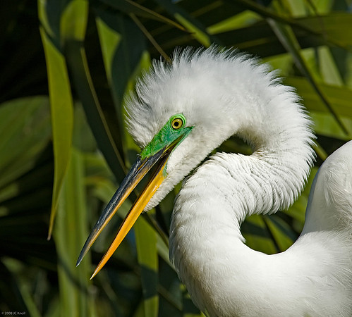 Great Egret