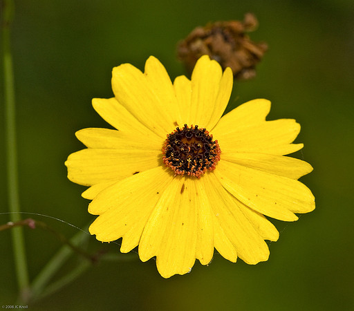 Whorl-leaf Coreopsis