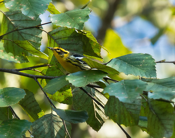Blackburnian Warbler (F)