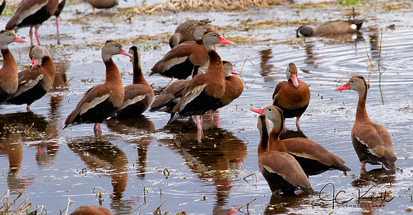 Black-bellied Whistling-duck