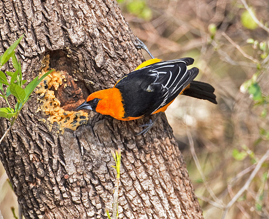 Altamira Oriole (M)