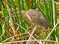American Bittern