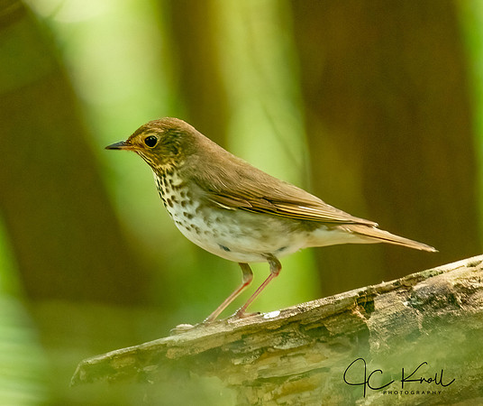 Swainson's Thrush