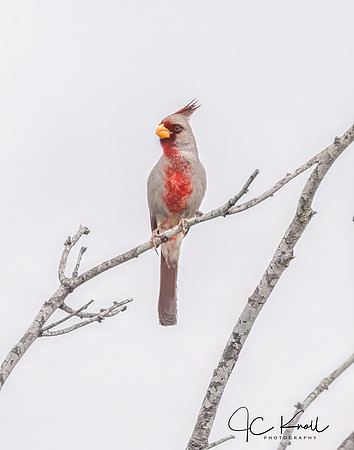 Pyrrhuloxia