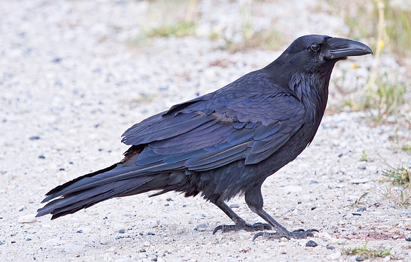 Common Raven