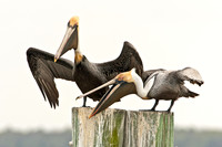Brown Pelican