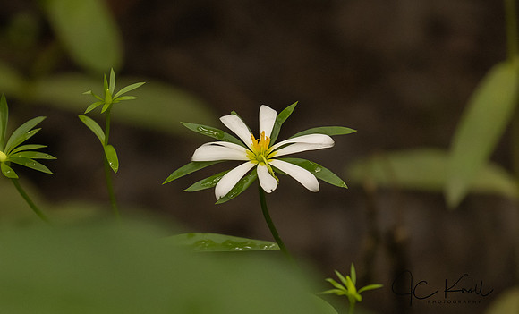 Greater Stitchwort