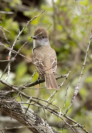 Brown-crested Kingbird