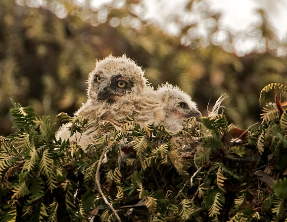 Great Horned Owlets