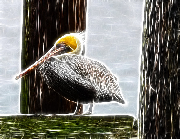 Brown Pelican (Br)