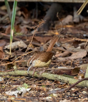 Carolina Wren