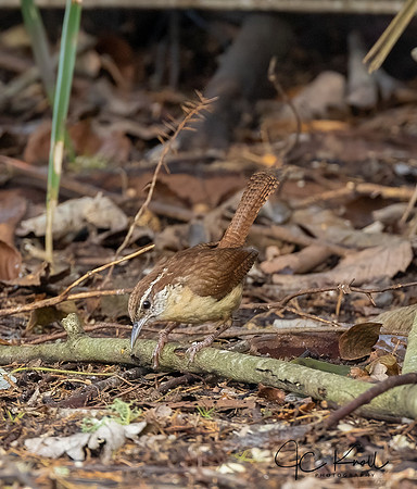 Carolina Wren
