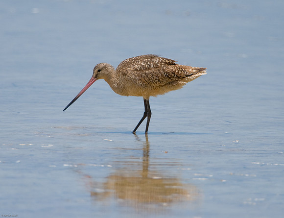 Marbled Godwit