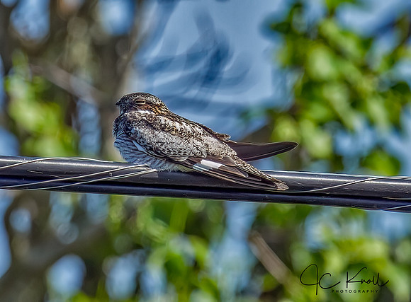 Common Nighthawk