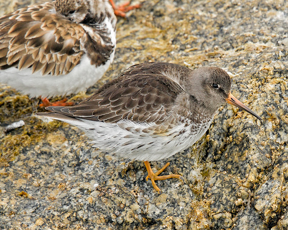 Purple Sandpiper