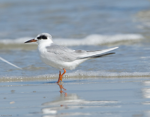 Forster's Tern