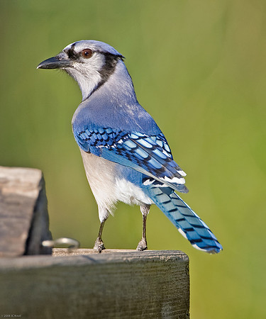 Blue Jay