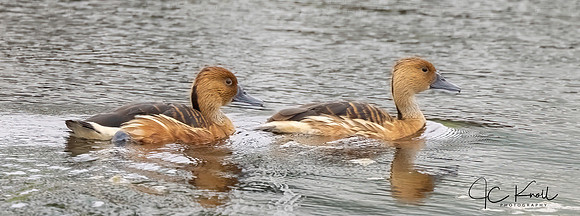 Fulvoue Whistling-duck