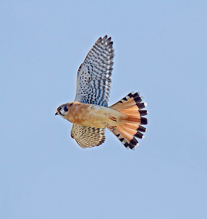 American Kestrel