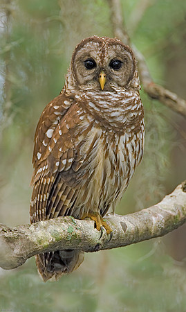 Barred Owl
