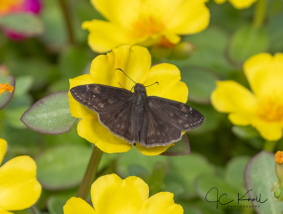 Juvenal's Duskywing
