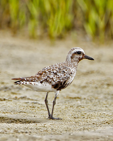 Black-bellied Plover