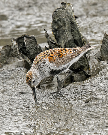 Dunlin