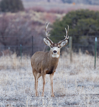 White-Tailed Deer