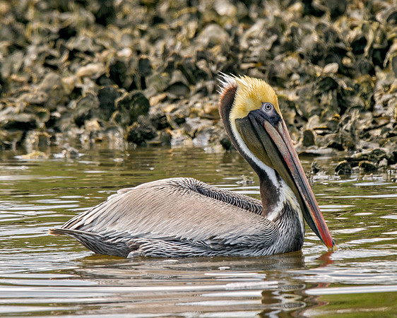 Brown Pelican