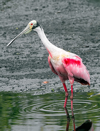 Roseate Spoonbill