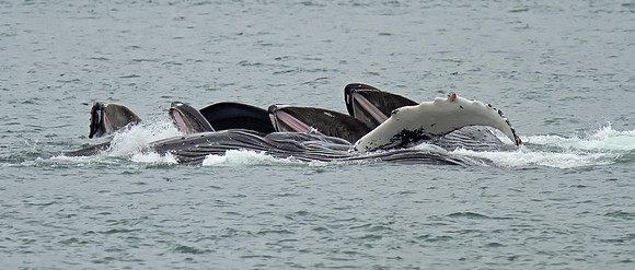 Humpback Whales bubble-netting.
