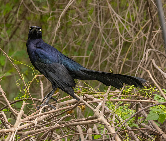 Great-tailed Grckle