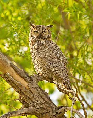 Great Horned Owl