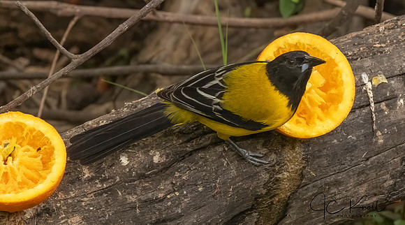 Audubon's IOriole