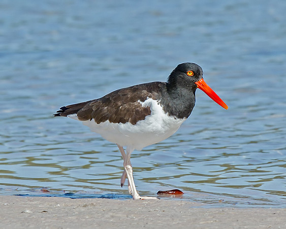 American Oystercatcher
